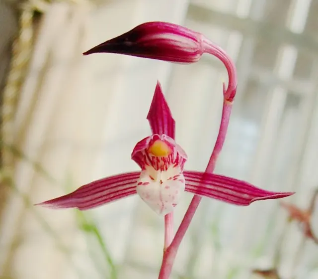 Cymbidium sinense 'Taoji' (Cymbidium)