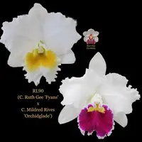 Cattleya Orchid Seedling RL90 (C. Ruth Gee 'Fyans' x C. Mildred Rives 'Orchidglade')