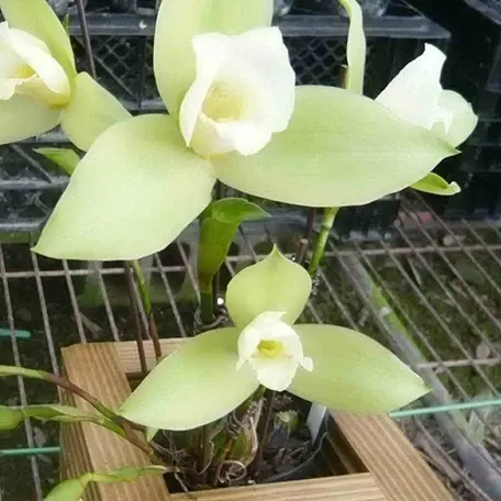 Lycaste Green Apple (Lycaste)