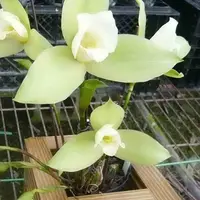 Lycaste Green Apple 3.5" Fragrant