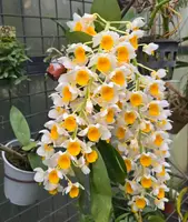 Dendrobium Thyrsiflorum