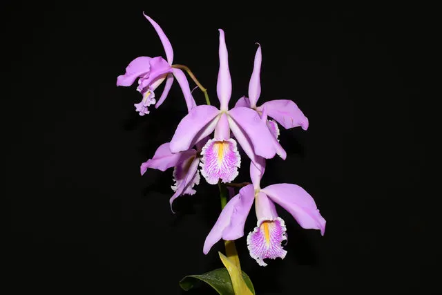 Cattleya maxima 'Ingrid' (Cattleya)