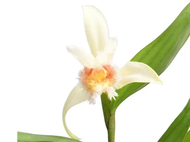 Sobralia fimbriata (Sobralia)