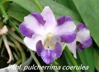 Phal. (Dor.) pulcherrima coerulea splash x sib (P2005) (Doritis - - pulcherrima ) Dor.=Doritis