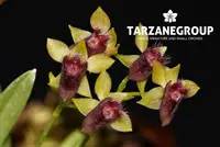 TELIPOGON ASTROGLOSSUS MINIATURE ORCHID MOUNTED