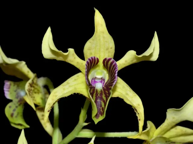Dendrobium atroviolaceum (Dendrobium)