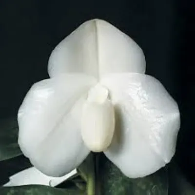 Paphiopedilium bellatulum fma alba (Paphiopedilum)