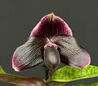 Paphiopedilum FAVORLANG OBSIDIAN (bellatulum x Favorlang Wildfire)