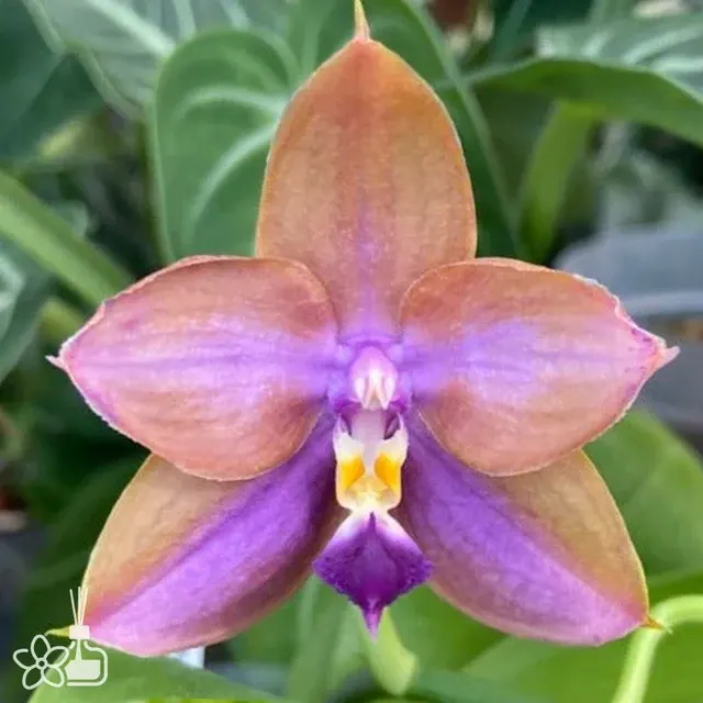 Phalaenopsis Mituo GH King Star 'UV Rays'
