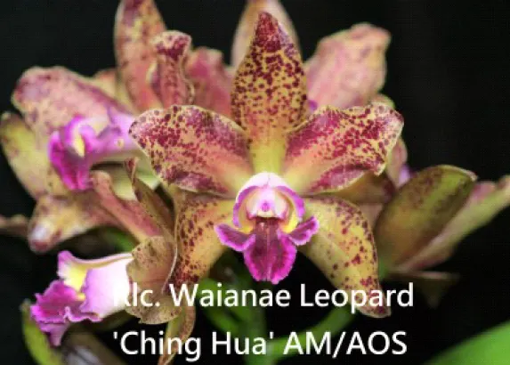 Rhyncholaeliocattleya Waianae Leopard 'Ching Hua' (Rhyncholaeliocattleya)