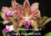 Rlc. Waianae Leopard 'Ching Hua' AM/AOS (Rlc. Peach Cobbler x C. Penny Kuroda) (M127) (Hybrid)