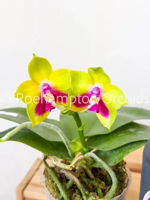 Phalaenopsis Dragon Tree Eagle × Nobby's Fox (Phalaenopsis)