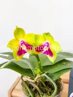 Phal. KS Happy Eagle
