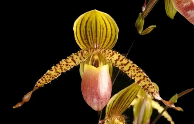 Paphiopedilum Caroline's Hands