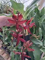 In Bud, Cyc. Cygnus Atratus x Cyc. cooperi 'Super Dark', Shipping Included