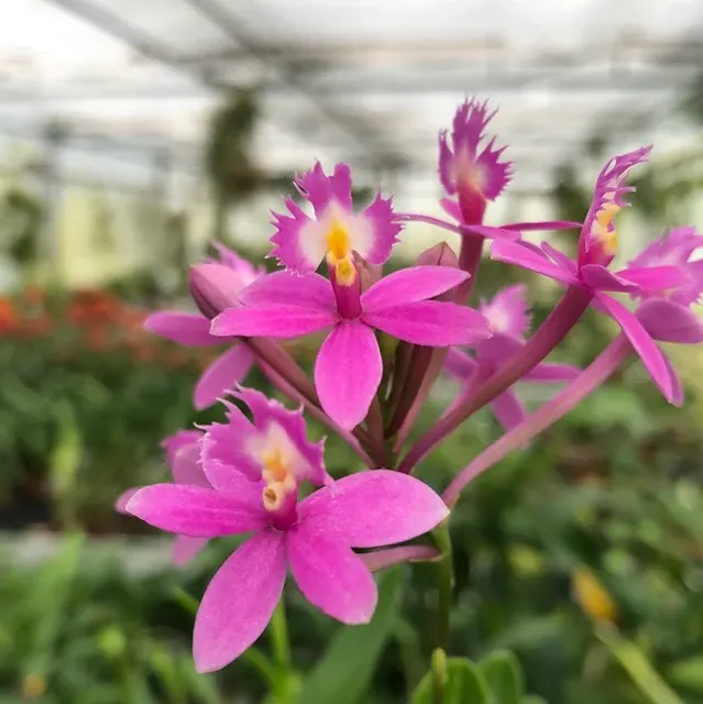 Epidendrum NORDIC PINK