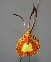 Psychopsis Mariposa (papilio x Kalihi)