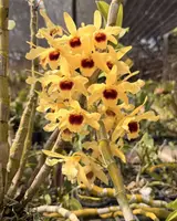 Dendrobium Nobile × Dendrobium friedricksonianum