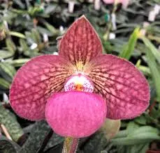 Paphiopedilum CAROLYN BUTCHER (Paphiopedilum)