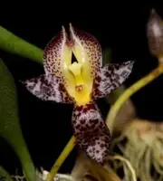 Bulbophyllum macranthum