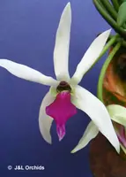 Leptotes bicolor