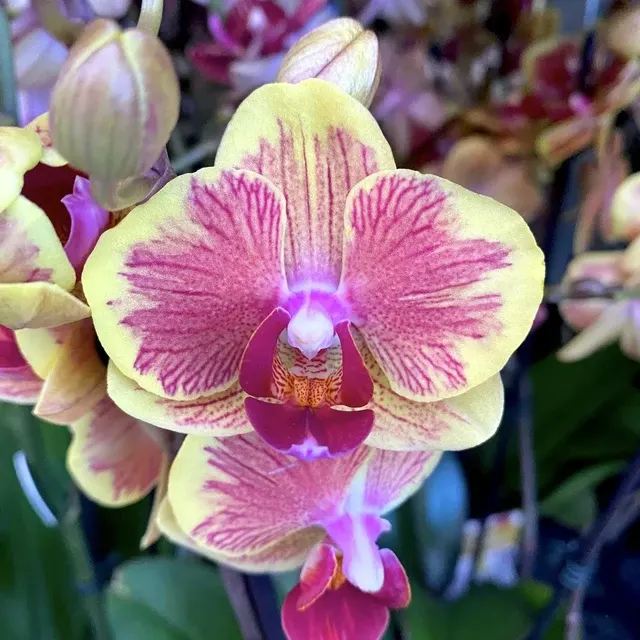 Phalaenopsis Fangmei Sweet '1452'