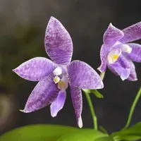 Phalaenopsis Germaine Vincent var. blue × lueddemanniana var. coerulea — fara flori, frunze cu defecte - ghiveci 2.5 inch