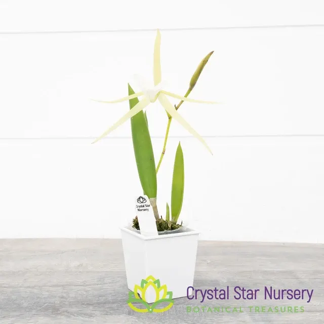 Brassavola nodosa '24088' (Brassavola)