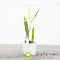 Brassavola Nodosa 4N x Nodosa '24088' (6337) — 2" Pot / Without Spike