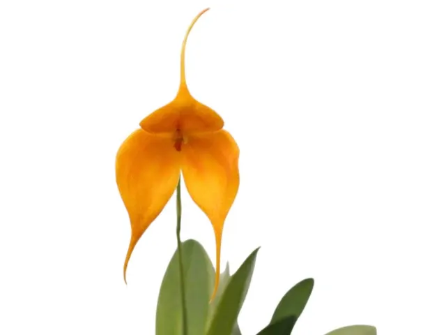 Masdevallia Dean Haas 'Rachel' (Masdevallia)