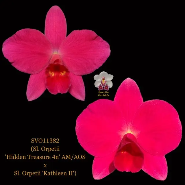 Cattleya Orchid Hybrid SVO11382 'Hidden Treasure 4n'
