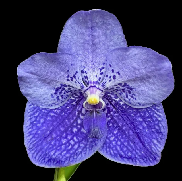 Vanda General Prinya 'Tanzanite' (Vanda)