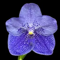 Vanda General Prinya 'Tanzanite'