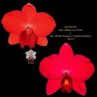 Cattleya Orchid SVO10794 (Slc. Jillian Lee 'SVO' x Slc. (Petite Purple x Virginia Dickey) 'SVO')
