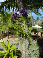 Orchid Vandas — Vanda with Lobster Trap