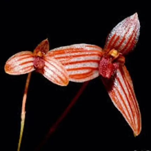Bulbophyllum tenellum sp (Bulbophyllum)