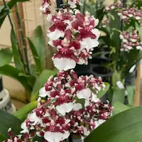Onc. Heaven Scent 'Redolence' (Chocolate Orchid) - 4" Pot