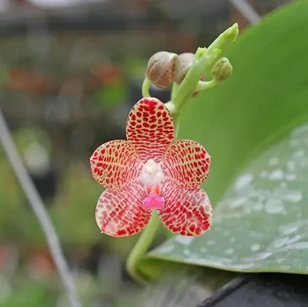 Phalaenopsis Christina Weltz Seedling