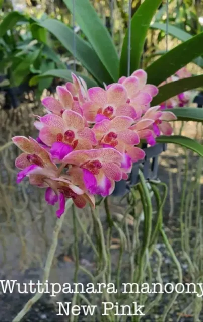 Wuttipanara Manoonya