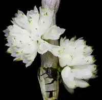 Dendrobium Taiwan Pingpong
