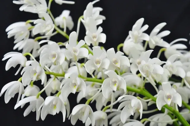 Dendrobium specio-kingianum 'Crystal' (Dendrobium)