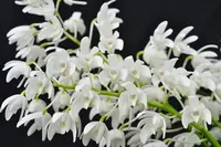 Dendrobium specio-kingianum 'Crystal' – FRAGRANT