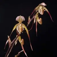 Paph. St. Low Crystelle-AM-AOS (St.Swithin X Lowii)