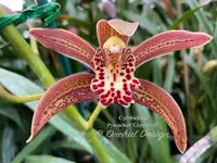 Cymbidium Pywacket, Fragrant, cascading, Holiday bloomer