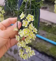 Chiloschista spp Rachaburi