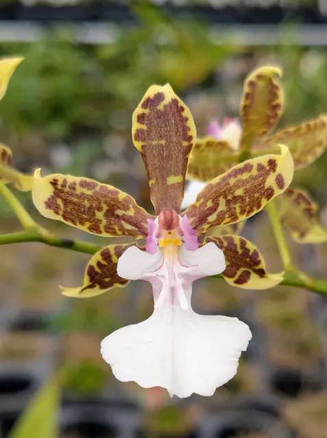 Oncidium leuchochilum (Oncidium)
