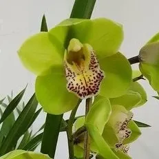 Cymbidium Rembrandt Masterpiece (Cymbidium)
