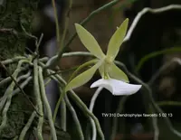 Dendrophylax fawcettii