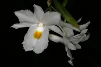 Dendrobium montanum