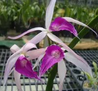 Brassocattleya Amethyst
